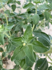 Euploca convolvulacea