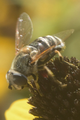 Eristalis stipator