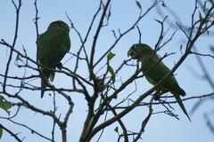 Eupsittula nana