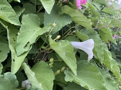 Ipomoea scopulorum