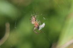 Alpaida veniliae