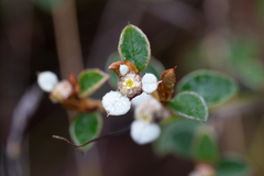 Spyridium thymifolium
