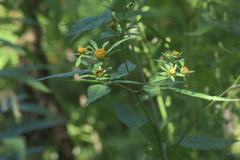 Bidens connata