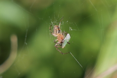 Alpaida veniliae