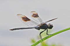 Brachymesia gravida