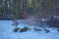 Dendragapus obscurus