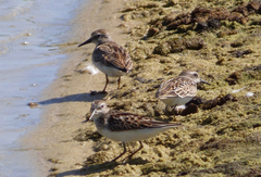 Calidris minutilla