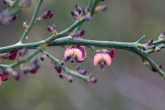 Daviesia brevifolia
