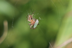 Alpaida veniliae