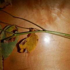 Apocynum androsaemifolium