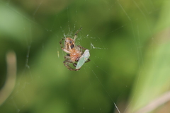 Alpaida veniliae