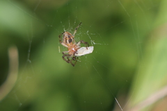 Alpaida veniliae
