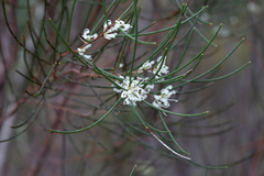 Hakea rostrata