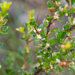 Micrantheum demissum