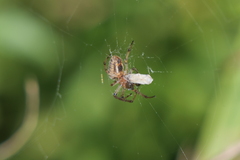 Alpaida veniliae