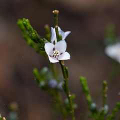 Cyanothamnus coerulescens