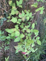 Rubus fruticosus