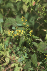 Solidago flexicaulis