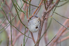 Hakea rostrata