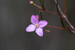 Boronia filifolia