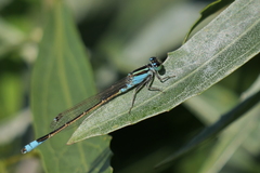 Ischnura fluviatilis