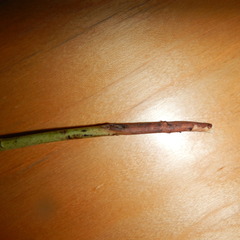 Apocynum androsaemifolium