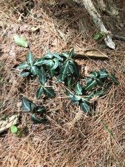 Chimaphila maculata