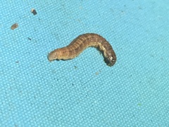 Spodoptera frugiperda