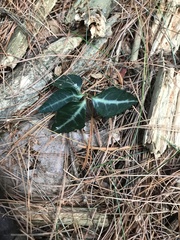 Chimaphila maculata