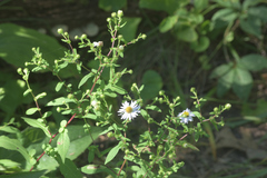 Symphyotrichum prenanthoides