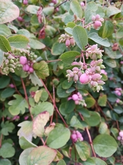 Symphoricarpos mollis