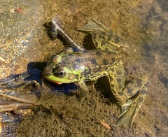 Lithobates septentrionalis