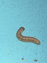 Spodoptera frugiperda