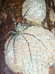 Pandercetes