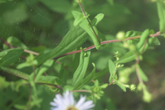 Symphyotrichum prenanthoides