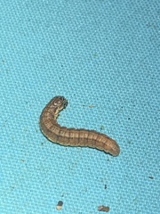 Spodoptera frugiperda