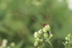 Tetragnatha laboriosa