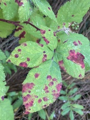 Sphaerulina westendorpii