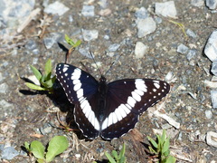 Limenitis weidemeyerii