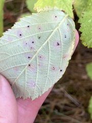 Sphaerulina westendorpii