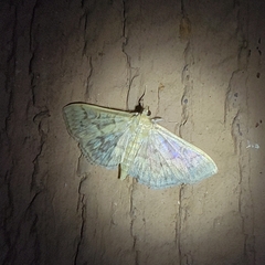 Herpetogramma pertextalis