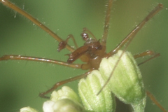 Tetragnatha laboriosa