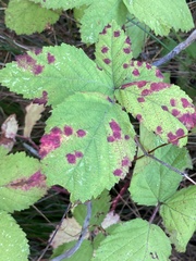 Sphaerulina westendorpii