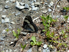 Limenitis weidemeyerii