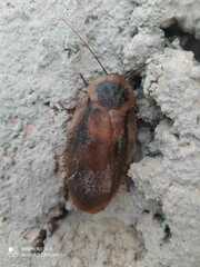 Blaberinae