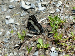 Limenitis weidemeyerii