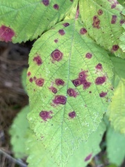 Sphaerulina westendorpii