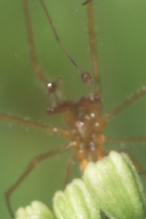 Tetragnatha laboriosa
