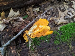Cantharellus phasmatis