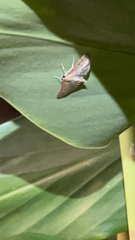 Herpetogramma bipunctalis